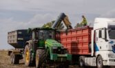 У компанії ТАС Агро в розпалі жнива пізніх зернових культур