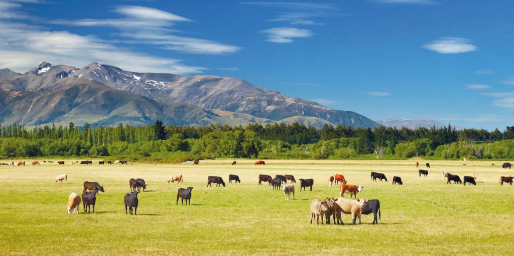 Сільське господарство Нової Зеландії: зелений оазис у Тихому океані