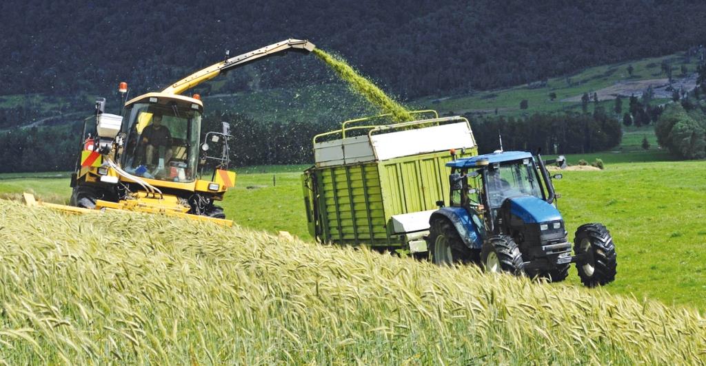 Сільське господарство Нової Зеландії: зелений оазис у Тихому океані