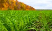 Аграрії можуть збільшити посіви озимої пшениці через неврожай пізніх культур
