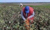 В Україні завершують збір першого врожаю бавовника