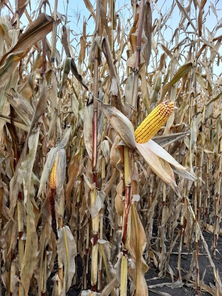 Підсумки ювілейного Західноукраїнського чемпіонату на кращий гібрид кукурудзи та цукрового буряку