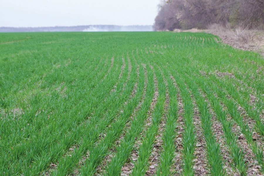 Врахування цьогорічного осіннього періоду вегетації пшениці озимої та ріпаку озимого