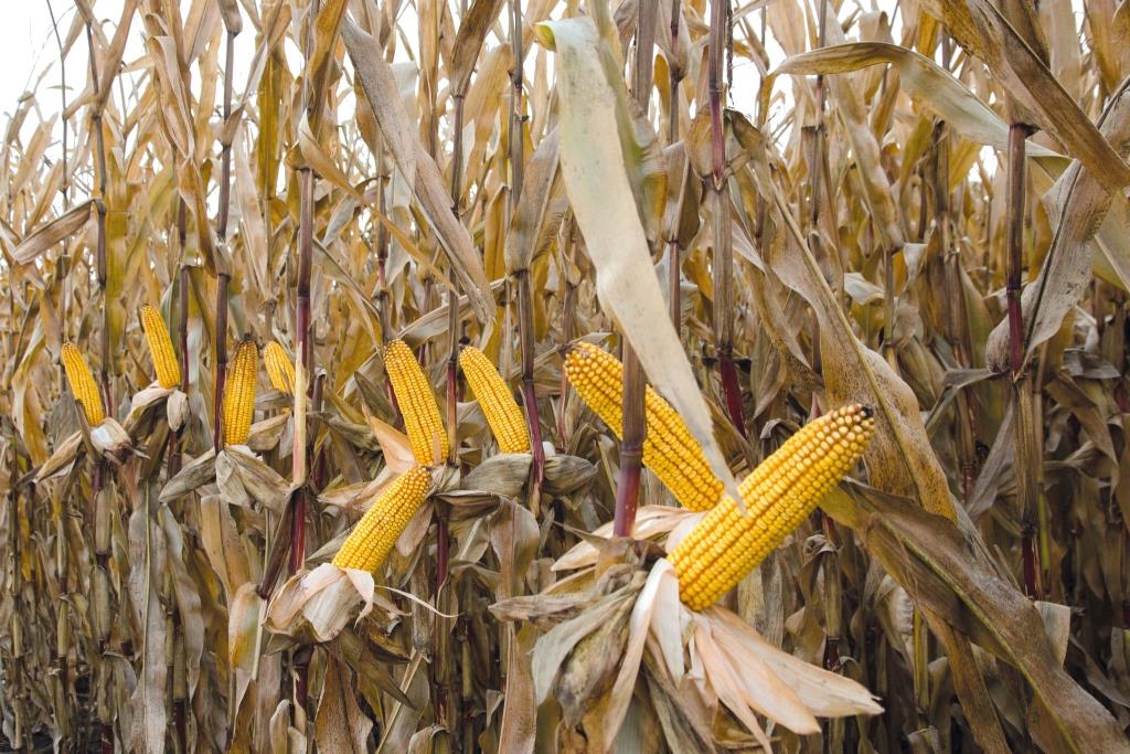 Підсумки ювілейного Західноукраїнського чемпіонату на кращий гібрид кукурудзи та цукрового буряку