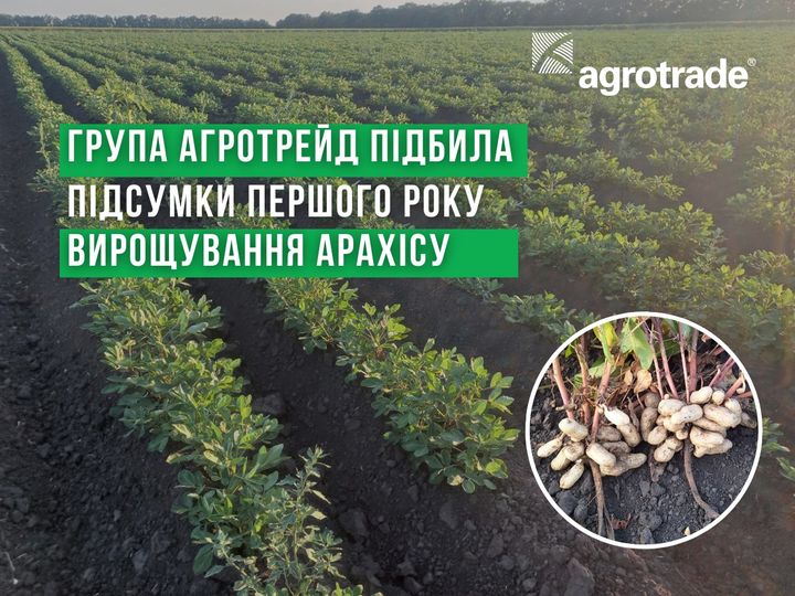 Група АГРОТРЕЙД підбила підсумки першого року вирощування арахісу