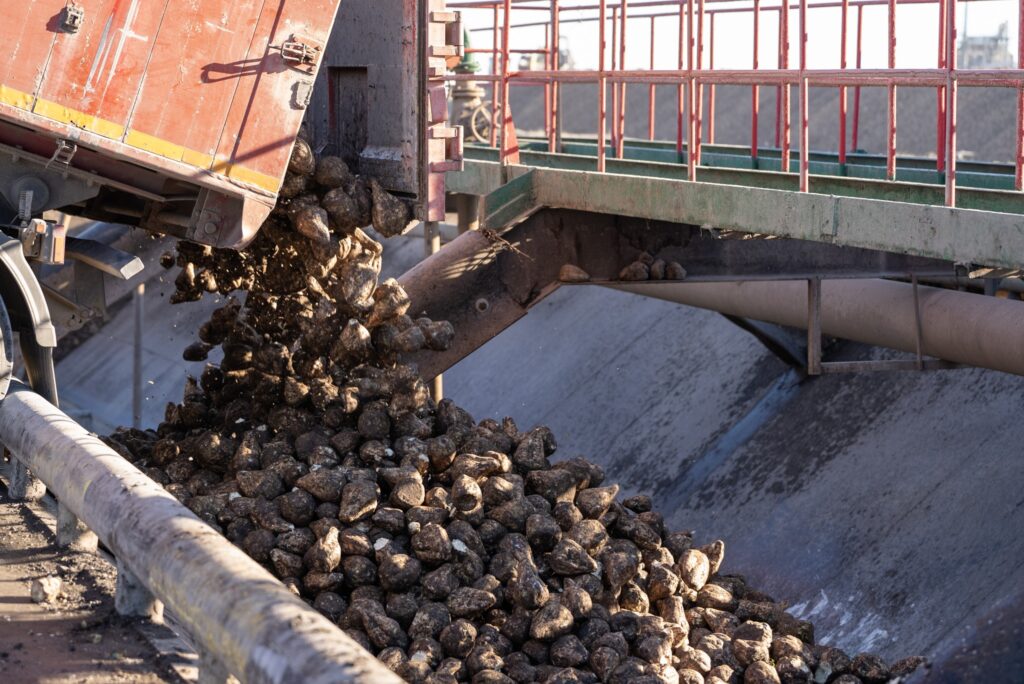 В «УПІ-АГРО» завершили збирання цукрових буряків