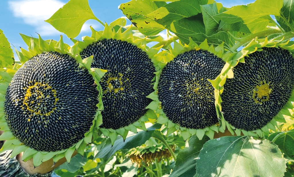 Гайд олійними культурами: від збору до зберігання