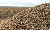 Цукрові буряки 2024: врожай, виклики та перспективи галузі