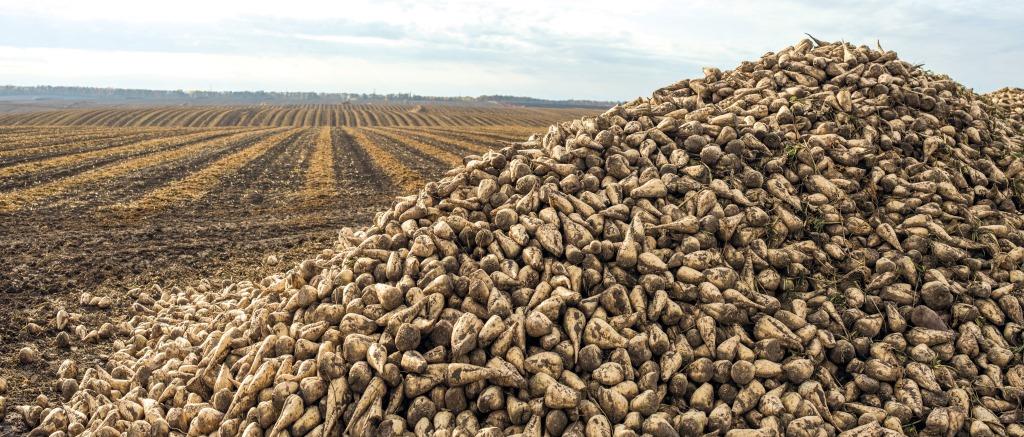 Цукрові буряки 2024: врожай, виклики та перспективи галузі