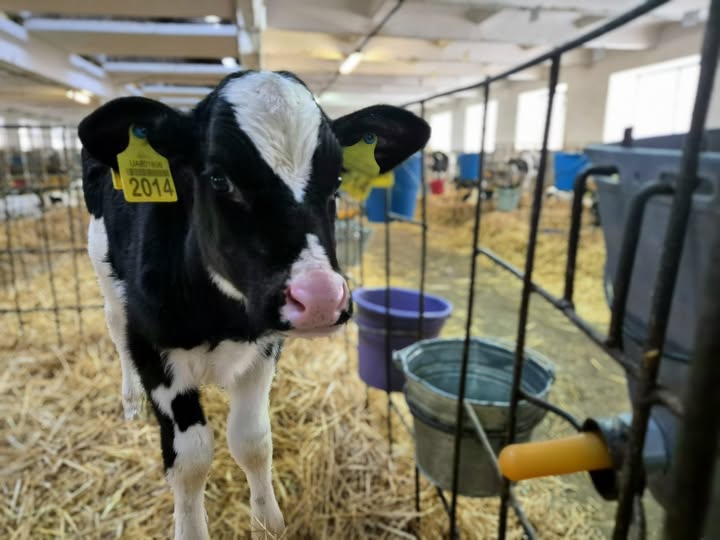На фермах Астарти триває впровадження технології випоювання телят Milk Bar™