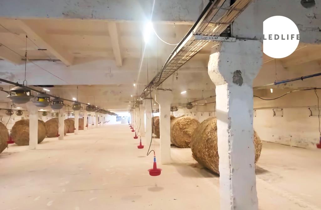 Інноваційне освітлення для індичих ферм: інтерв’ю з експертом компанії LEDLIFE