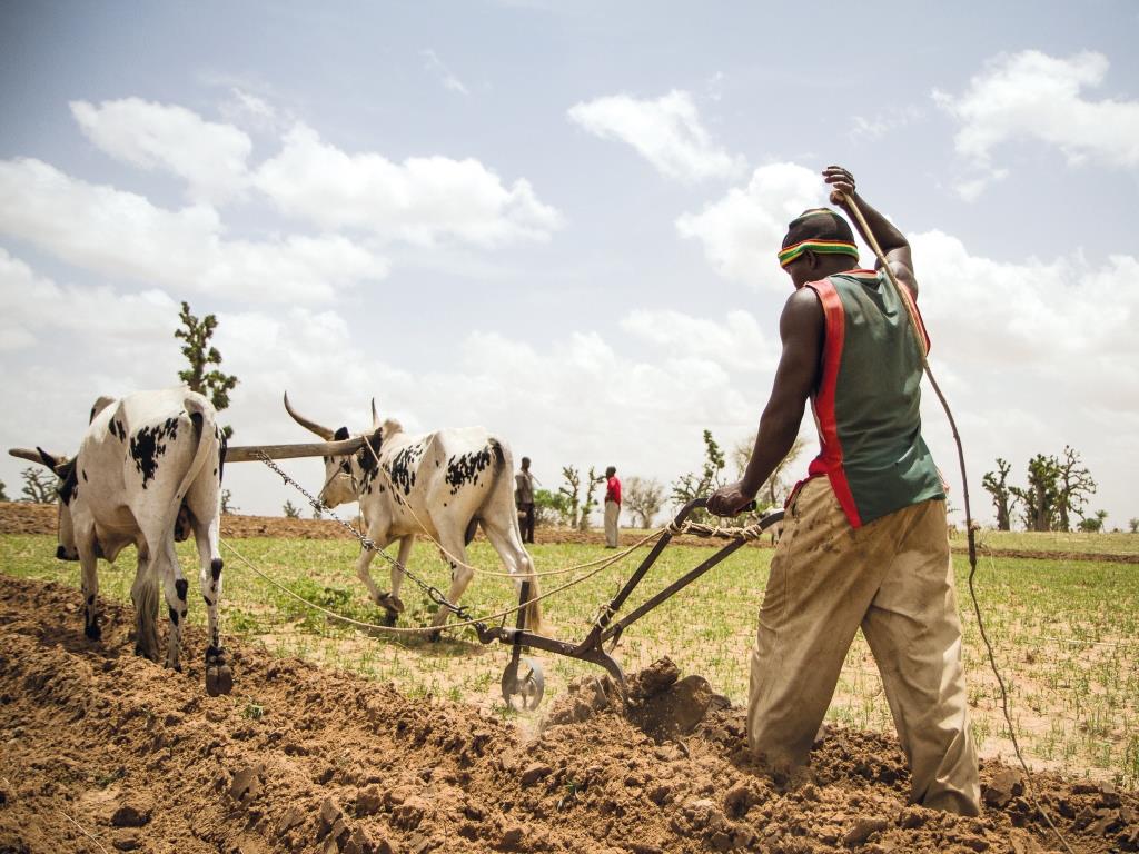 Агросектор ПАР: потенціал, виклики та перспективи