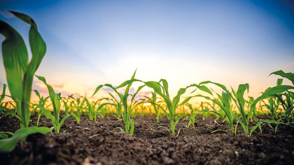 Рейкер® Екстра – новий вимір захисту кукурудзи