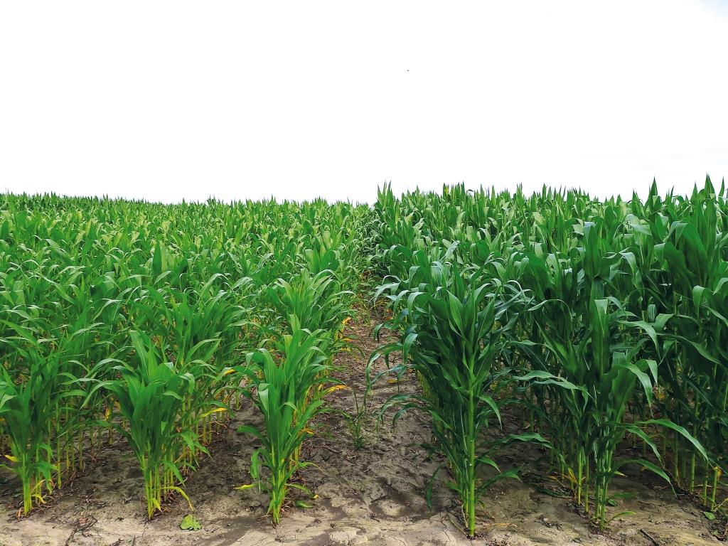 Рідкі стартові добрива від ТОВ «ЕКООРГАНІК» – інвестиція в урожай