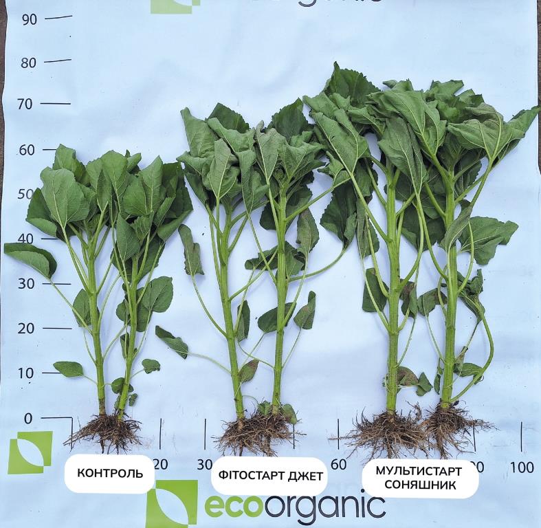 Рідкі стартові добрива від ТОВ «ЕКООРГАНІК» – інвестиція в урожай