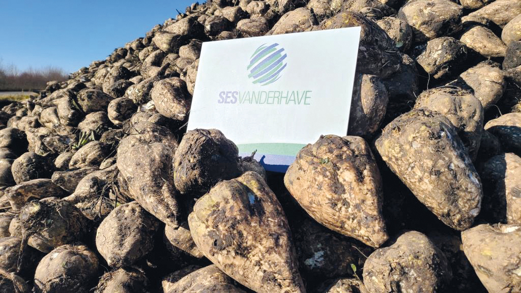 SESVANDERHAVE: Лідер у селекції цукрового буряка та його роль на ринку України