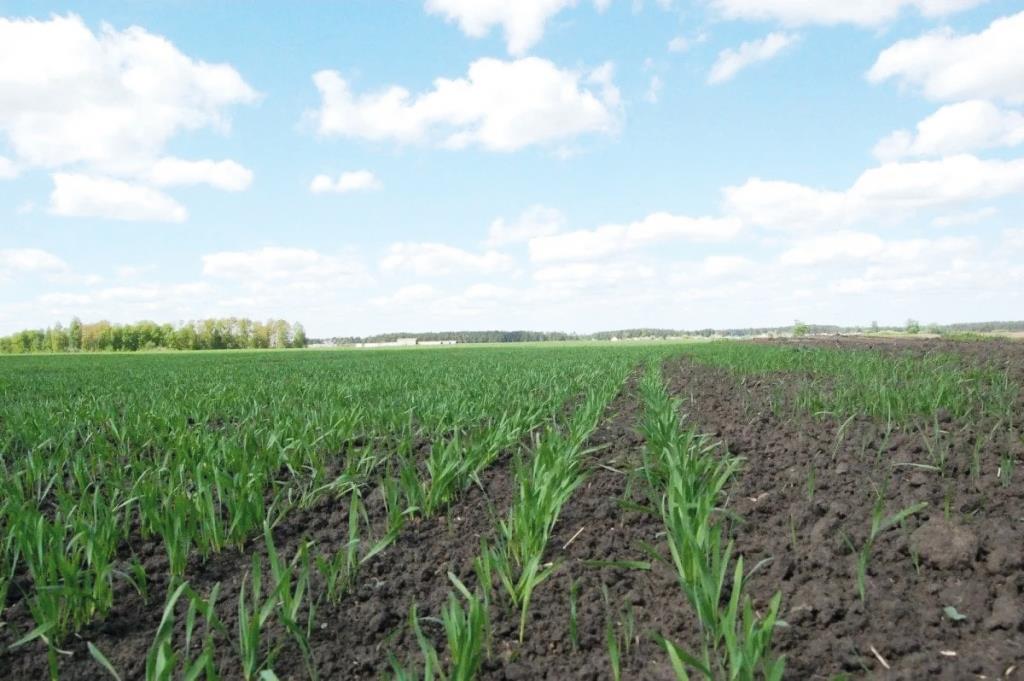 Аномально тепла зима: які ризики для озимих культур?