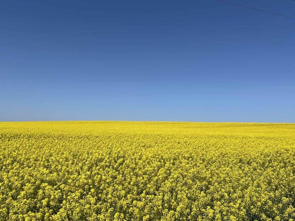 Як захистити ріпак після квітневих приморозків - експертні поради