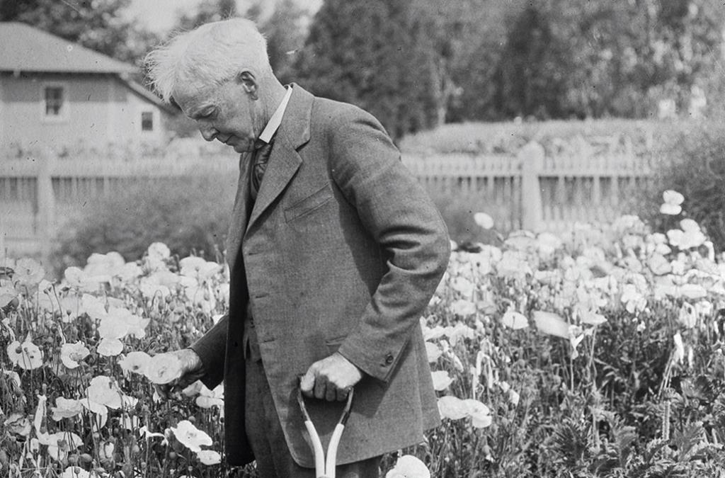 Лютер Бербанк: людина, що змінила сільське господарство