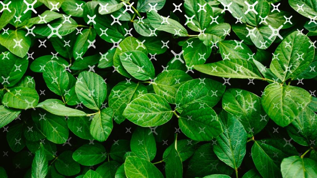 Хвороби сої: виклики діагностики та інноваційний захист з Міравіс® Дуо