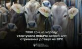 В ДАР стартує добір на спеціальну бюджетну дотацію на утримання поголів’я корів