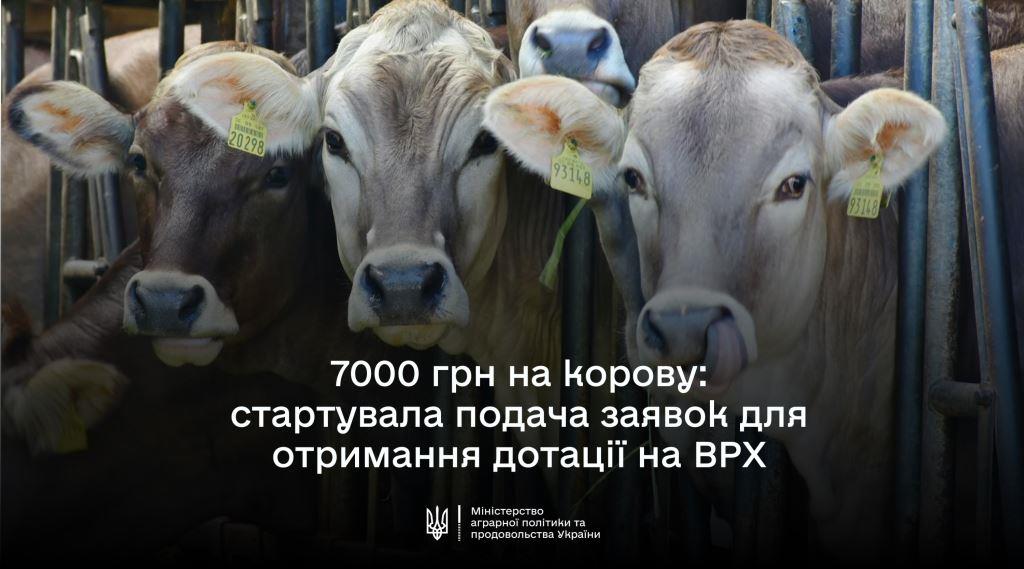 В ДАР стартує добір на спеціальну бюджетну дотацію на утримання поголів’я корів