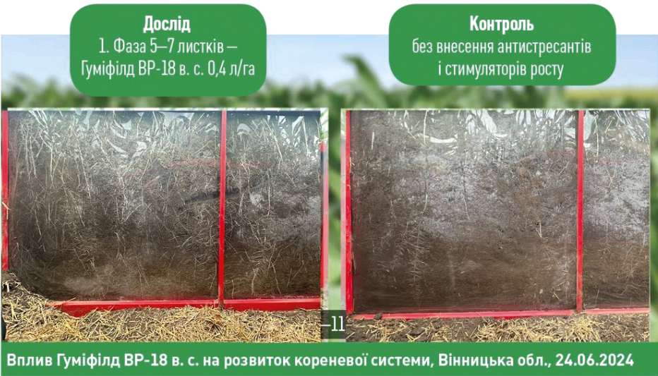 Посуха: кожен день – мінус 1-3% урожаю