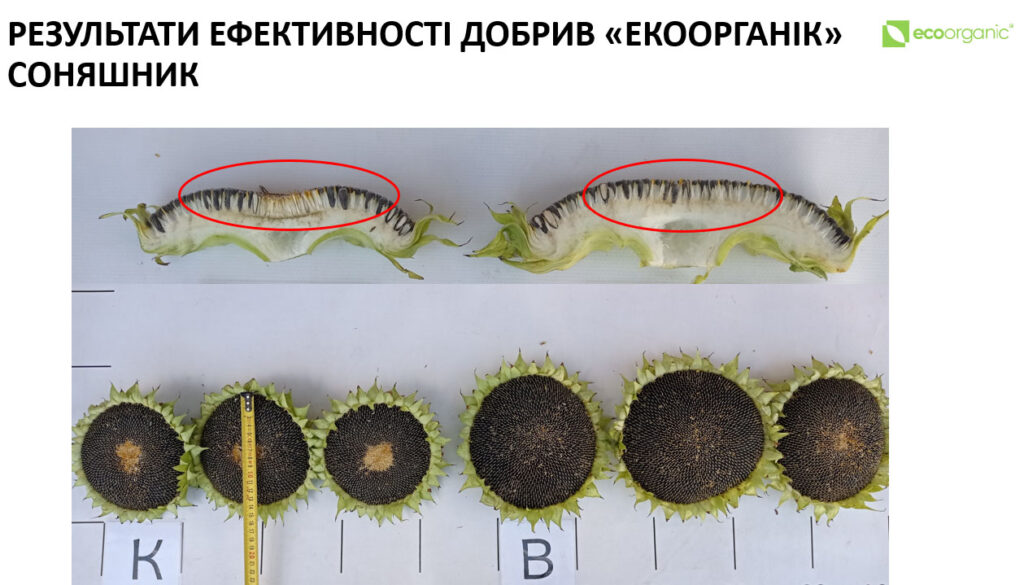 Позакореневе підживлення соняшника добривами ЕКООРГАНІК.