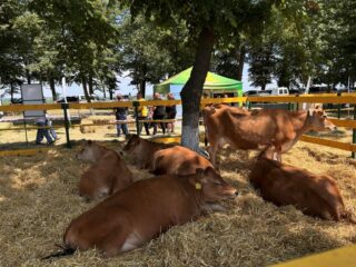 Нове Зернятко 2025