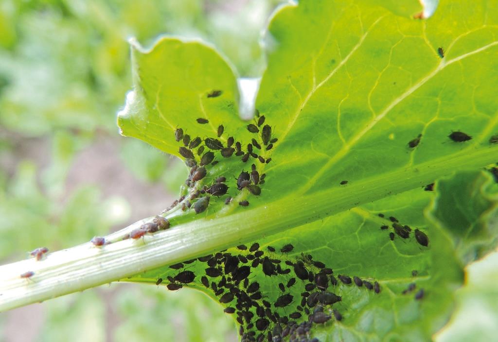 Попелиця – маленька, але голодна: як ця мікрокомаха може зіпсувати врожай