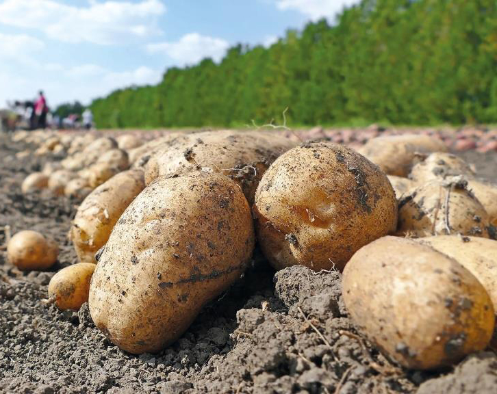 Картопля: від священного кореня інків до королеви полів усього світу