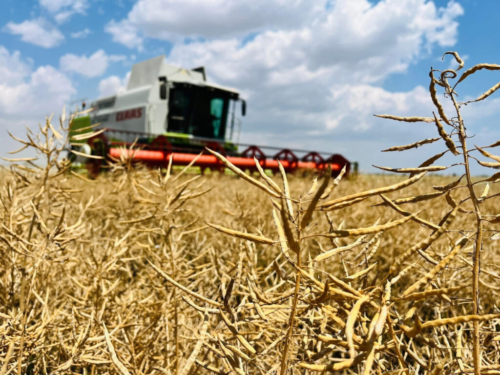 В Tekom Agro Group стартувало збирання і озимого ріпаку