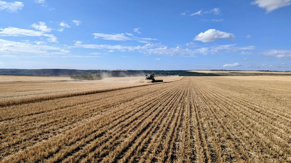 У «НІБУЛОНі» розпочали жнива