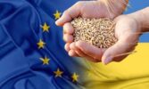 ЄС суттєво скоротить імпорт української пшениці та цукру
