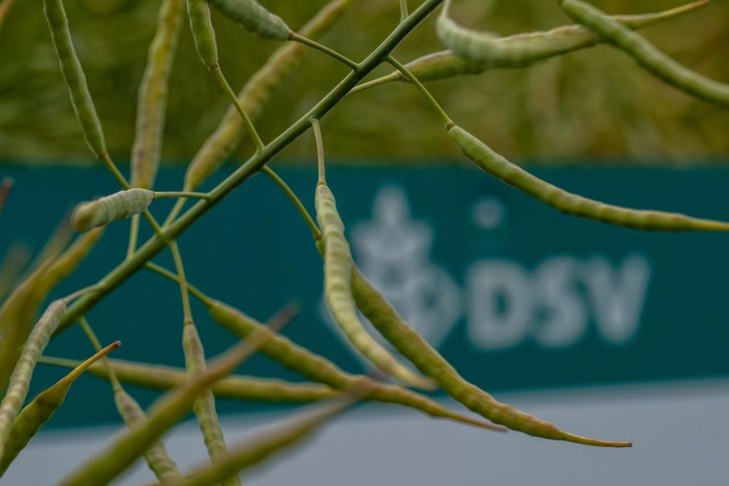 ДСВ знову оновлює портфель продуктів