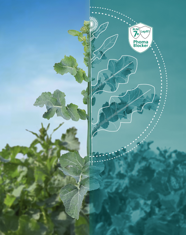 Новий етап в посиленні захисту від Фомозу