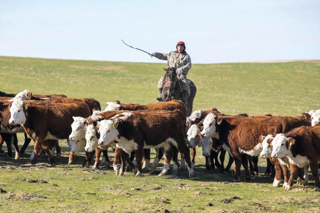 Агросектор Казахстану: як степи перетворюються на золоті поля