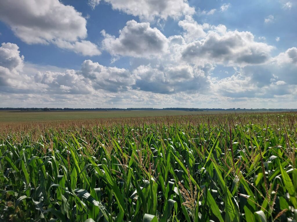 Кукурудза Групи АГРОТРЕЙД — у стабільному стані, попри спекотну погоду