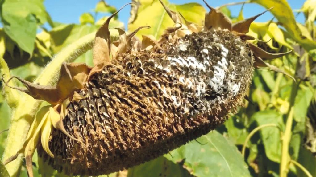 Альтернаріоз соняшнику: хвороба, яку часто недооцінюють – і даремно