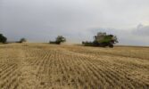 У Tekom Agro Group продовжують обмолот посівів озимої м’якої пшениці