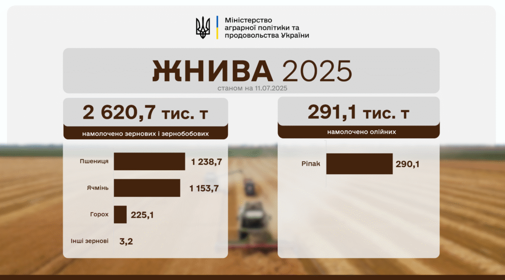 Станом на 11 липня 2025 року в Україні вже обмолочено 919,9 тис. га та намолочено 2 620,7 тис. тонн ранніх зернових та зернобобових культур. Зокрема: • Пшениці – обмолочено 434,8 тис. га, намолочено – 1 238,7 тис. тонн; • Ячмінь – обмолочено 364 тис. га, намолочено – 1 153,7 тис. тонн; • Горох – обмолочено 119,7 тис. га намолочено – 225,1 тис. тонн. • Загалом жнивують вже аграрії вісімнадцяти областей. Серед лідерів, зокрема: • Одеська – обмолочено 353 тис. га, намолочено – 1 029,5 тис. тонн; • Миколаївська – обмолочено 261,9 тис. га, намолочено – 651,5 тис. тонн; • Дніпропетровська – обмолочено 119,2 тис. га, намолочено – 283 тис. тонн. • Ріпак збирають в дев’яти областях. Вже зібрано 290,1 тис. тонн на площі 178,9 тис. га.