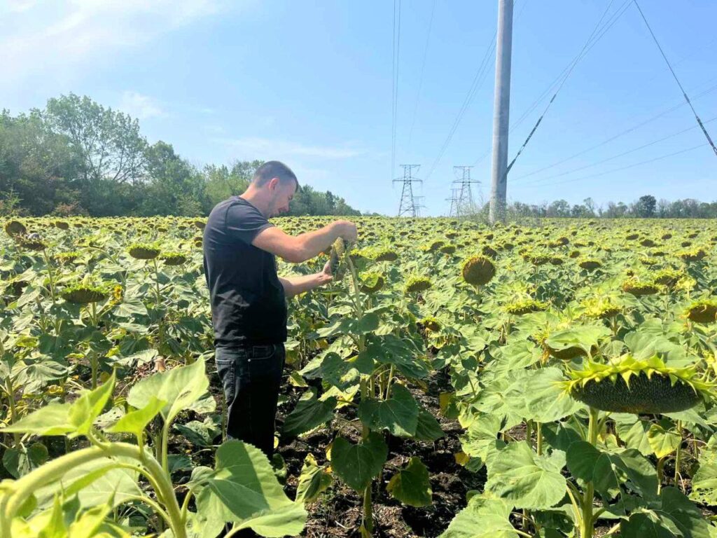 Соняшник на 4500 гектарах: Tekom Agro Group впроваджує інноваційні технології та гібриди