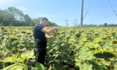 Соняшник на 4500 гектарах: Tekom Agro Group впроваджує інноваційні технології та гібриди