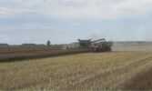 Агро-Регіон: жнива озимих культур дали результати кращі за середні за останні 5 років