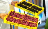 На Тернопільщині працює кооператив зі збирання та зберігання ягід