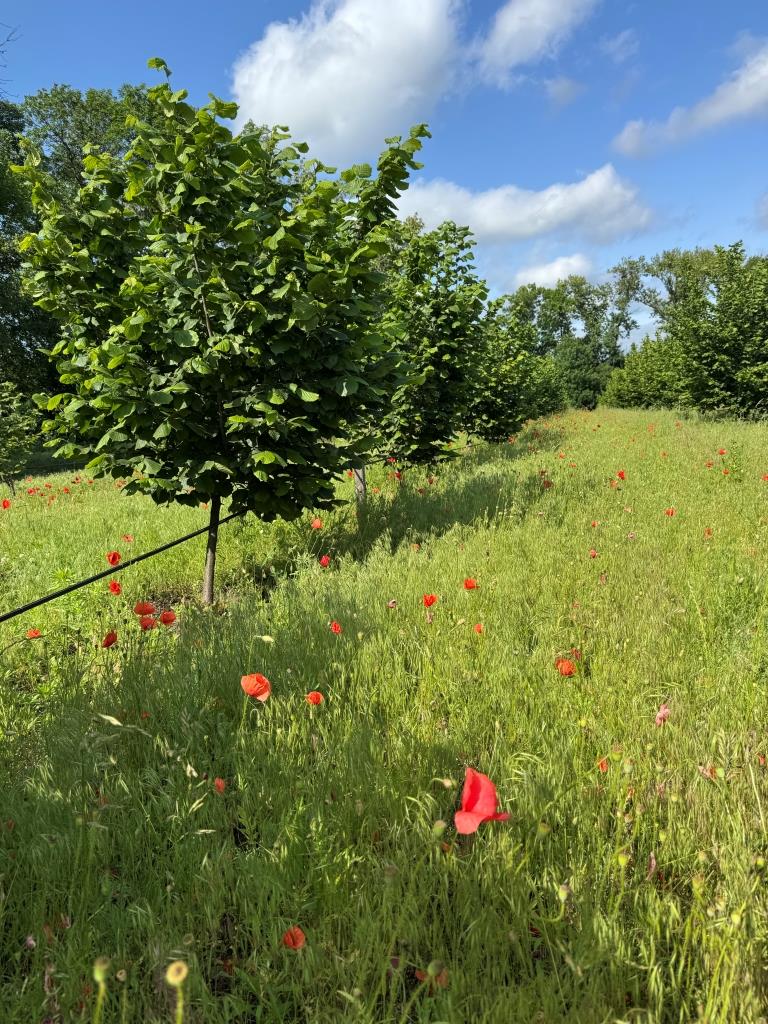 Як виростити органічний бізнес: інтерв’ю із засновницею Nuts'N'Garden Ніною Смирновою