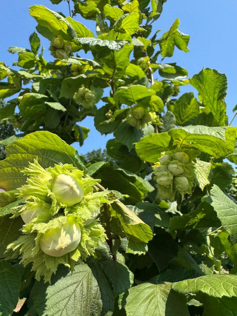 Як виростити органічний бізнес: інтерв’ю із засновницею Nuts'N'Garden Ніною Смирновою