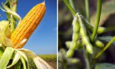 SDA підвищив рейтинг урожаю сої та зберіг високий рейтинг кукурудзи в США