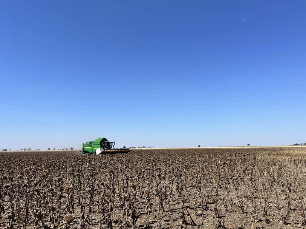 Жнива соняшнику в «Південній»: перші результати попри аномальну спеку