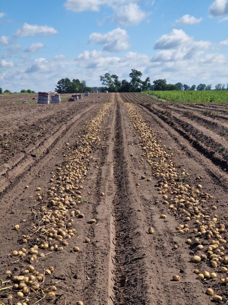 У МХП розпочали збір картоплі